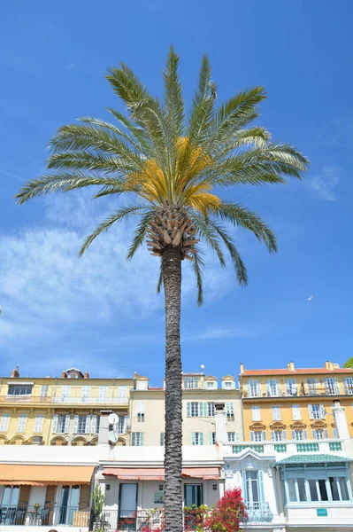 Palmy i architektura nadmorska w Nicei, Francja — Zdjęcie stockowe