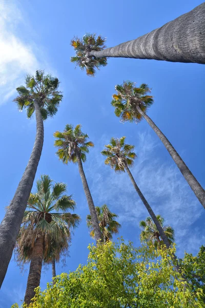 높은 야자나무 — 스톡 사진
