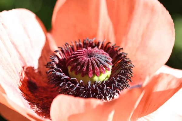 Flor de papoula vermelha oriental — Fotografia de Stock