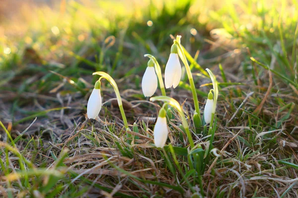 Two Sunlighted Snowdrops Flowers First Signs Spring — Stock Photo, Image