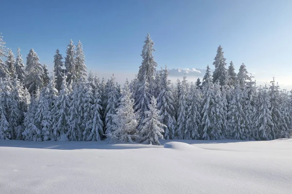 Bosque de invierno cubierto de nieve en las montañas . — Foto de Stock