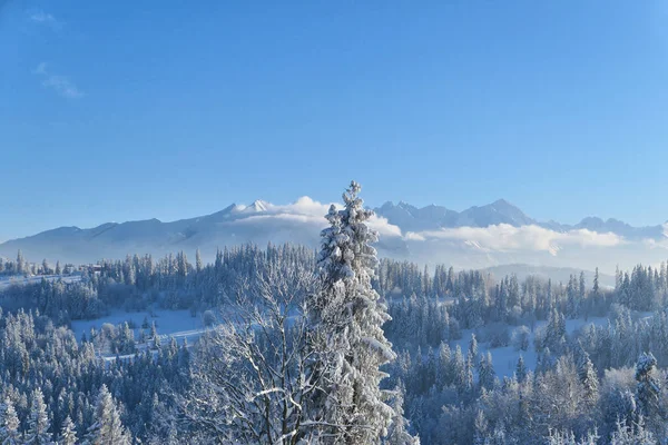 Tatra mountains and forest in snow winter landscape. — Stock Photo, Image