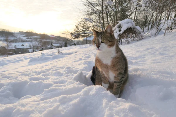 Eine Katze im tiefen Schnee, Winterspaziergang im Freien. — Stockfoto