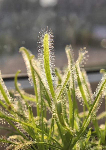 Carnoviorous plant sundew Drosera. — Stock Photo, Image