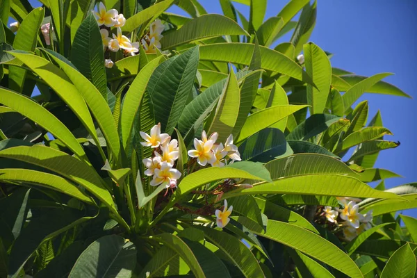 Plumeria arbre avec fleurs frangipani blanc crème . — Photo