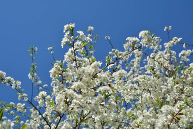 Bahar beyaz kiraz çiçeği mavi gökyüzünde ağaçta..