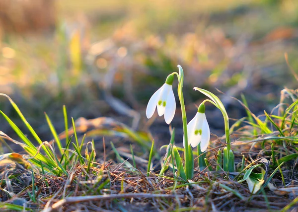 Two Sunlighted Snowdrops Flowers First Signs Spring — Stock Photo, Image
