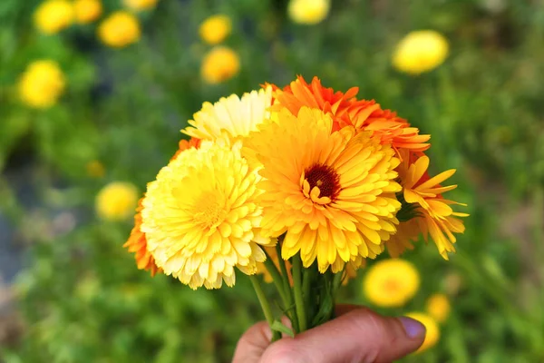 庭のオレンジと黄色のカレンダーの花の花束 — ストック写真