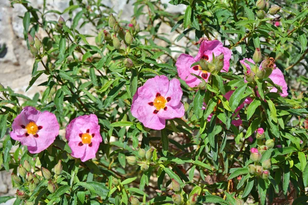 Ροκ Τριαντάφυλλο Cistus Incanus Λουλούδια Που Αναπτύσσονται Στη Φύση — Φωτογραφία Αρχείου