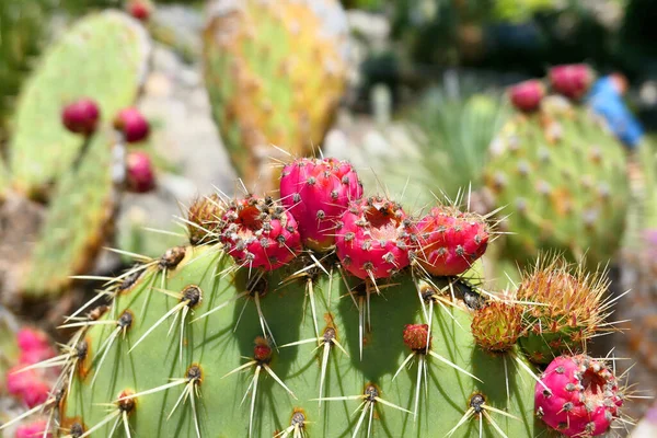 Nahaufnahme Von Opuntia Roten Früchten Kakteengarten Eze Frankreich — Stockfoto