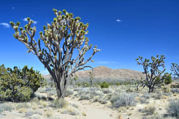 Joshua Ağacı Mojave Çölünde Büyüyor Arizona Usa — Stok fotoğraf