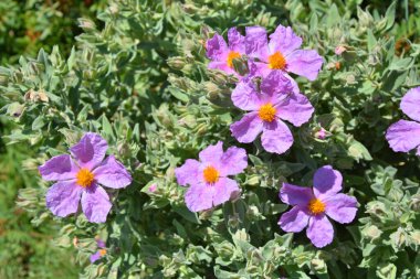 Cistus incanus Rock Cote d'Azur, Fransa büyüyen gül çiçekleri.