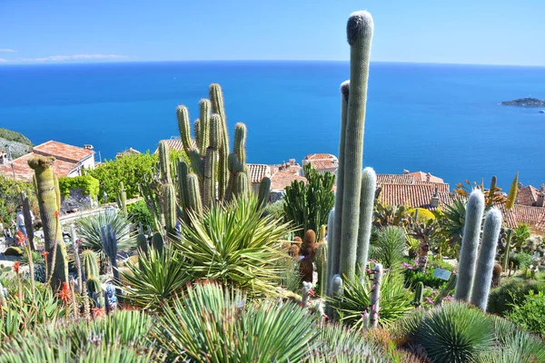 Kaktus Šťavnatá Exotická Zahrada Úžasným Výhledem Středozemní Moře Eze Francie — Stock fotografie