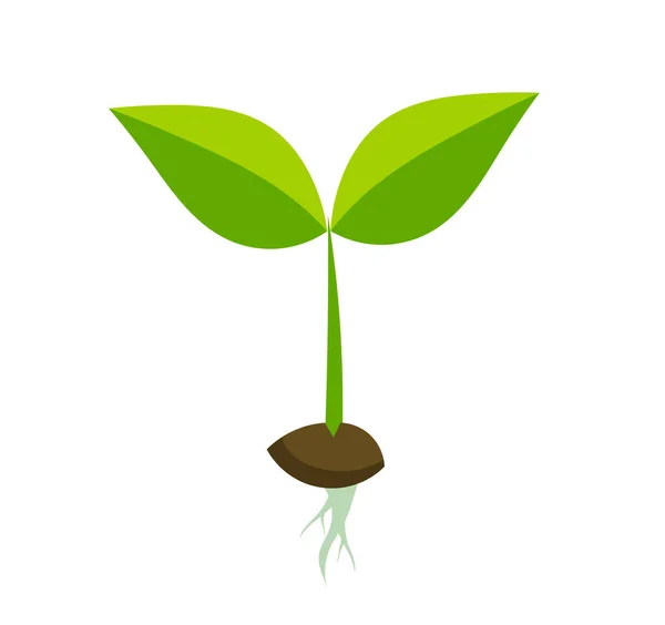 Planta Primavera Plántulas Con Semillas Raíces Ilustración Vectorial — Vector de stock