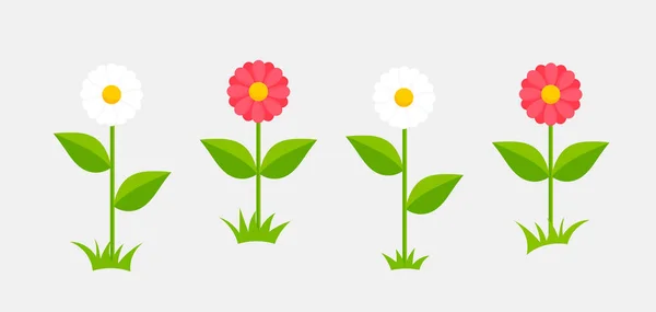 White Pink Daisy Flowers Growing Vector Illustration — Stock Vector