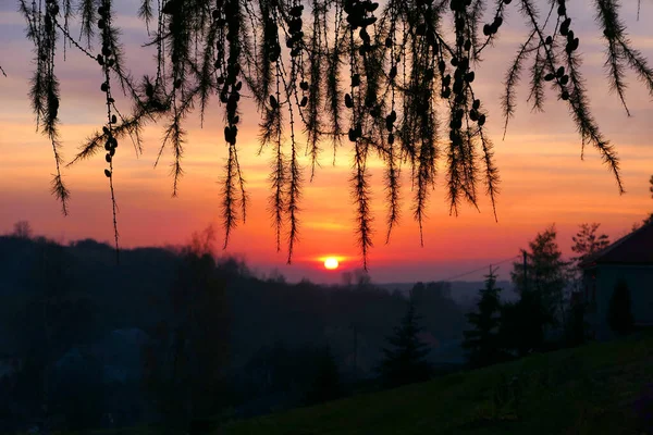 Malownicze Kolory Zachodu Słońca Niebo Widok Przez Gałęzie Modrzewia — Zdjęcie stockowe