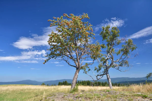 Kaksi Puuta Sinisen Taivaan Yllä Koivu Pihlaja Marjapuu — kuvapankkivalokuva