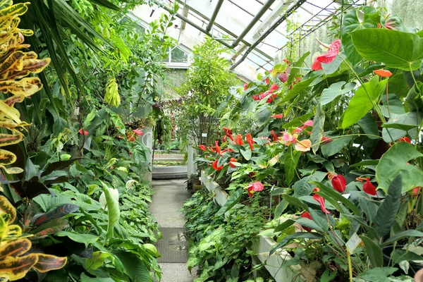 Trópusi Növények Botanikus Kert Üvegházában — Stock Fotó