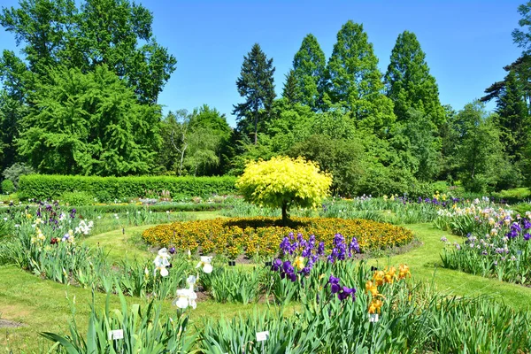 Piękny Wiosenny Ogród Botaniczny Kwiaty Tęczówki — Zdjęcie stockowe