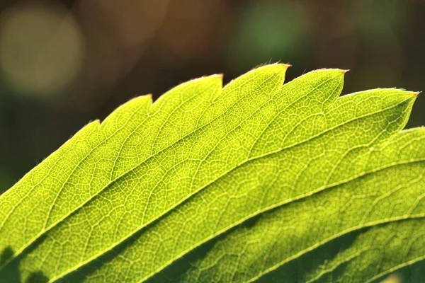 Yeşil Gün Işığı Çilek Yaprağı Damarları Makro Sığ Alan Derinliği — Stok fotoğraf