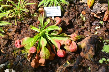 Botanik bahçesinde etobur sürahi bitkileri. Sarracenia psittacina.
