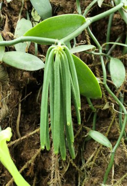 Bahçede taze yeşil fasulye yetişen vanilya bitkisi..
