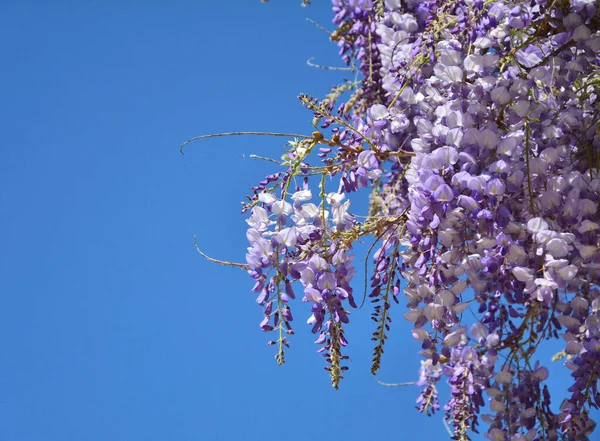 Wisteria Purple Flowers Blue Sky — Stock Photo, Image