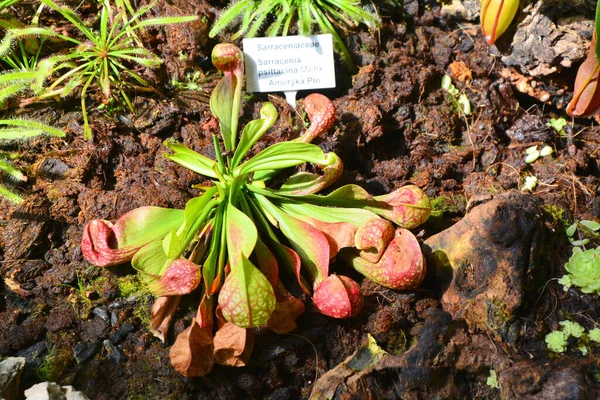 Pichet Carnivore Plantes Dans Jardin Botanique Sarracénie Psittacine — Photo