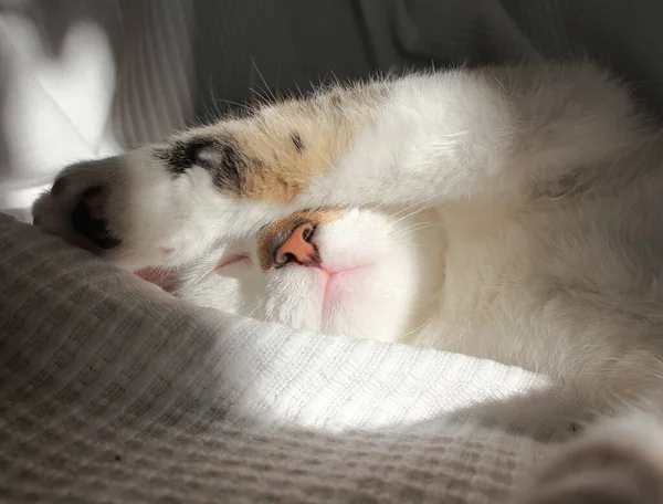 Söt Vit Katt Sover Soffan — Stockfoto