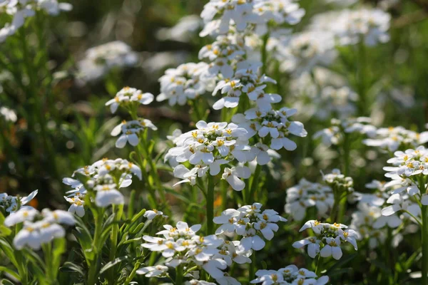 Tatlı Alyssum Beyaz Çiçekleri Yakın Çekim Çiçek Tarhında Bahar Zamanı — Stok fotoğraf