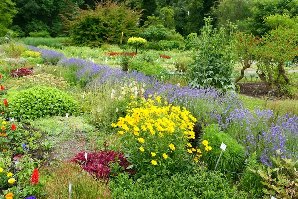 Piękny Letni Ogród Wieloma Kolorowymi Kwiatami — Zdjęcie stockowe