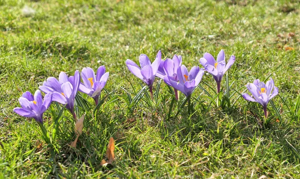 Purple Crocus Flowers First Signs Spring — Stock Photo, Image