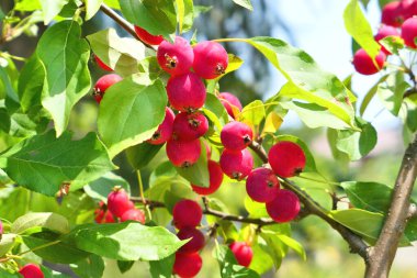 Elma meyveleriyle dolu yaban elması ağacı. Malus Baccata, Dolgo çeşidi..