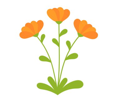Turuncu Calendula çiçekleri açıyor. Vektör illüstrasyonu.