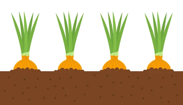 Onions Growing Soil Vegetable Garden Vector Illustration — Stock Vector