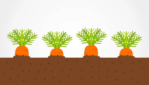 Zanahorias Que Crecen Suelo Jardín Verduras Ilustración Vectorial — Vector de stock