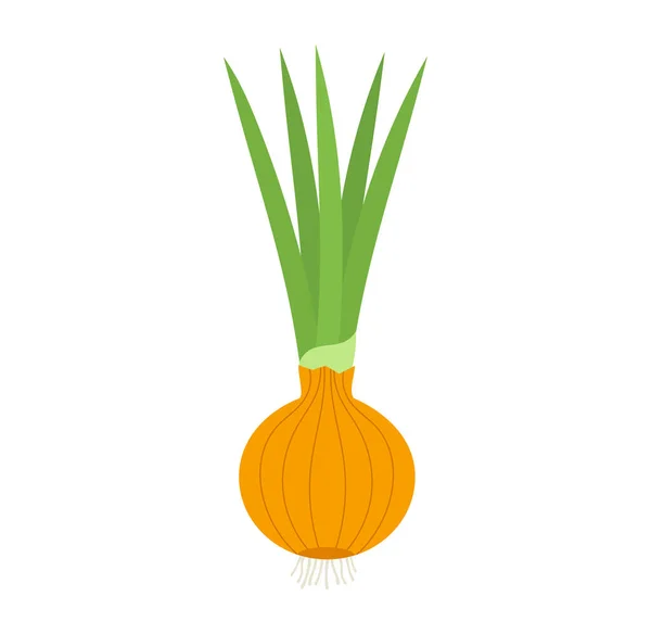 Planta Bulbo Cebolla Con Cebollino Verde Ilustración Vectorial — Vector de stock