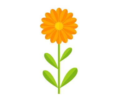 Turuncu Calendula çiçek bitkisi. Vektör illüstrasyonu.