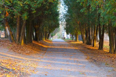 Parktaki gölün kıyısında