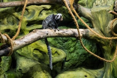 Hayvanat bahçesindeki maymunlar