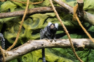 Hayvanat bahçesindeki maymunlar