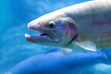 Sualtı Dünya Akvaryum nüfusu