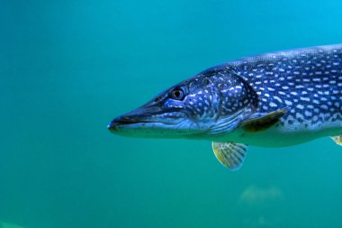 Sualtı Dünya Akvaryum nüfusu