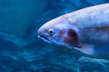 Sualtı Dünya Akvaryum nüfusu