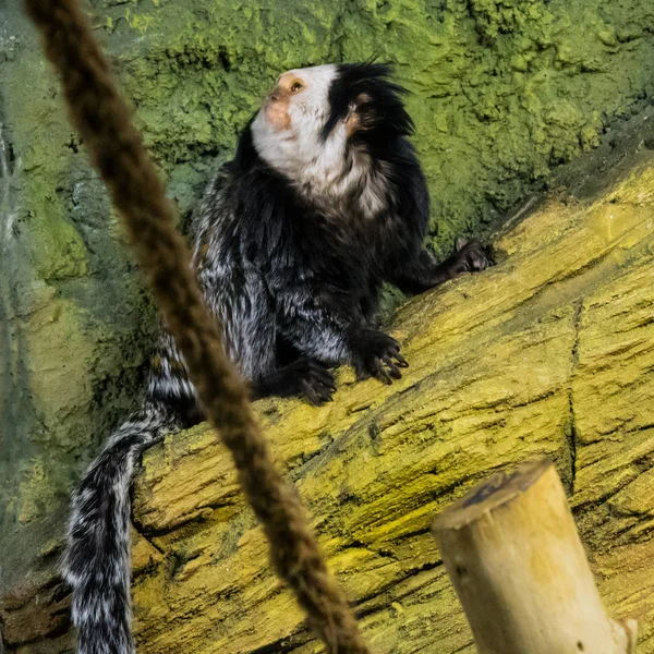 Monos en un zoológico — Foto de Stock