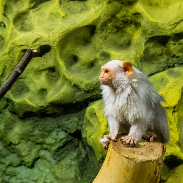 Monos en un zoológico — Foto de Stock