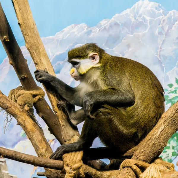 Monos en un zoológico — Foto de Stock
