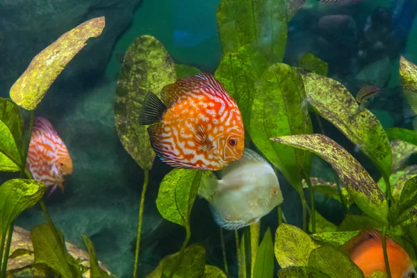 The aquarium inhabitants of the underwater world — Stock Photo, Image