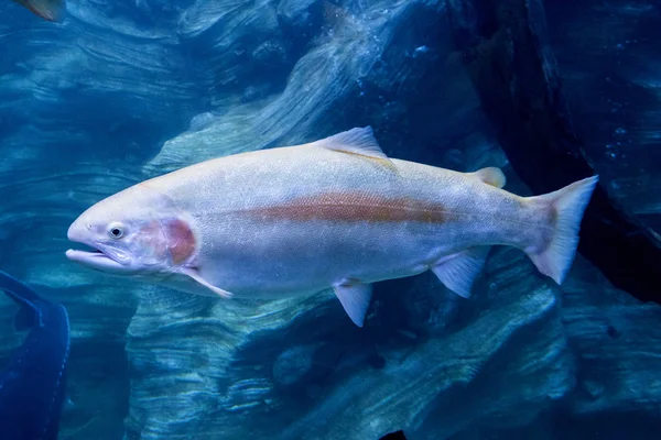 The aquarium inhabitants of the underwater world — Stock Photo, Image