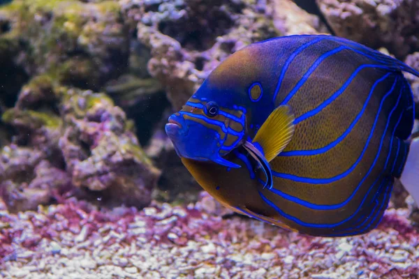 The aquarium inhabitants of the underwater world — Stock Photo, Image